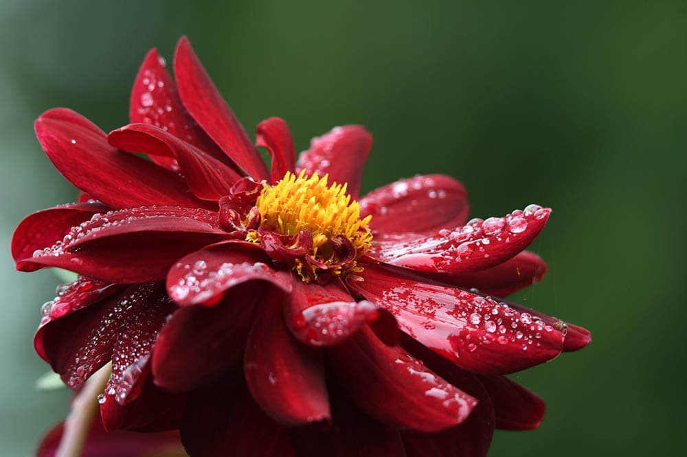 red dahlia close up