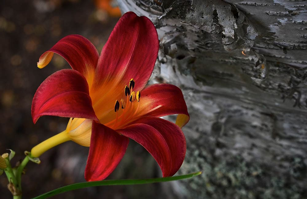 red daylily