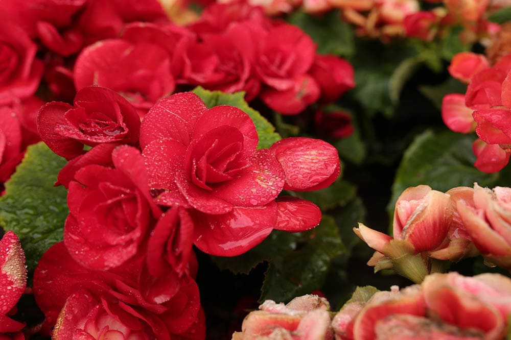 red freesia