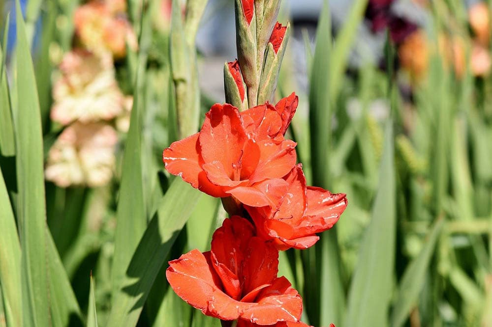 red gladiolus