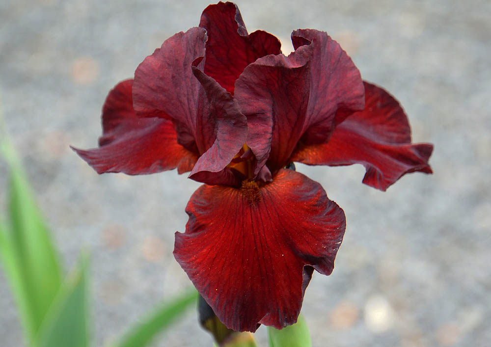 red iris