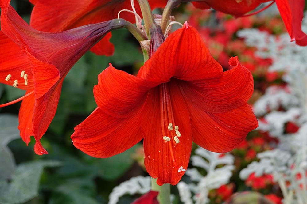 red lillies