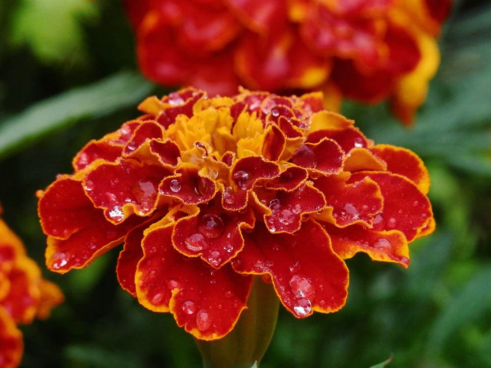 red marigold