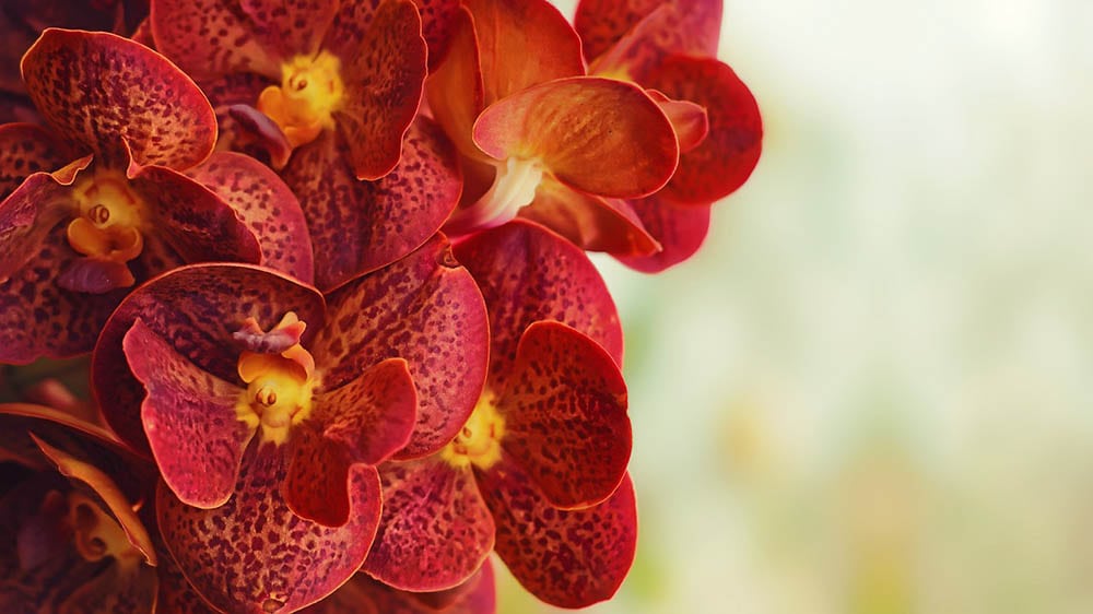red orchid close up