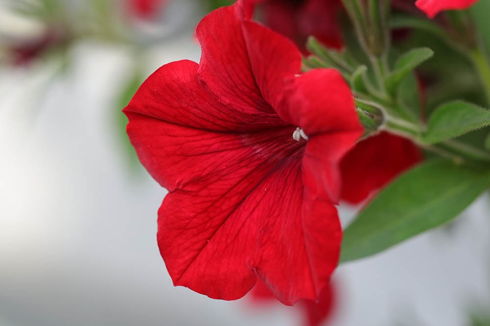 red petunia