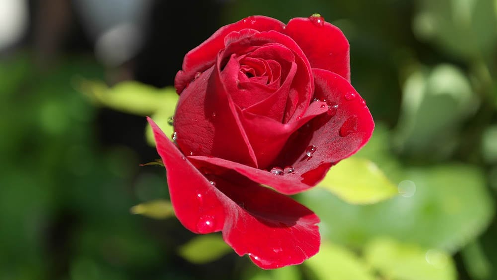 red rose