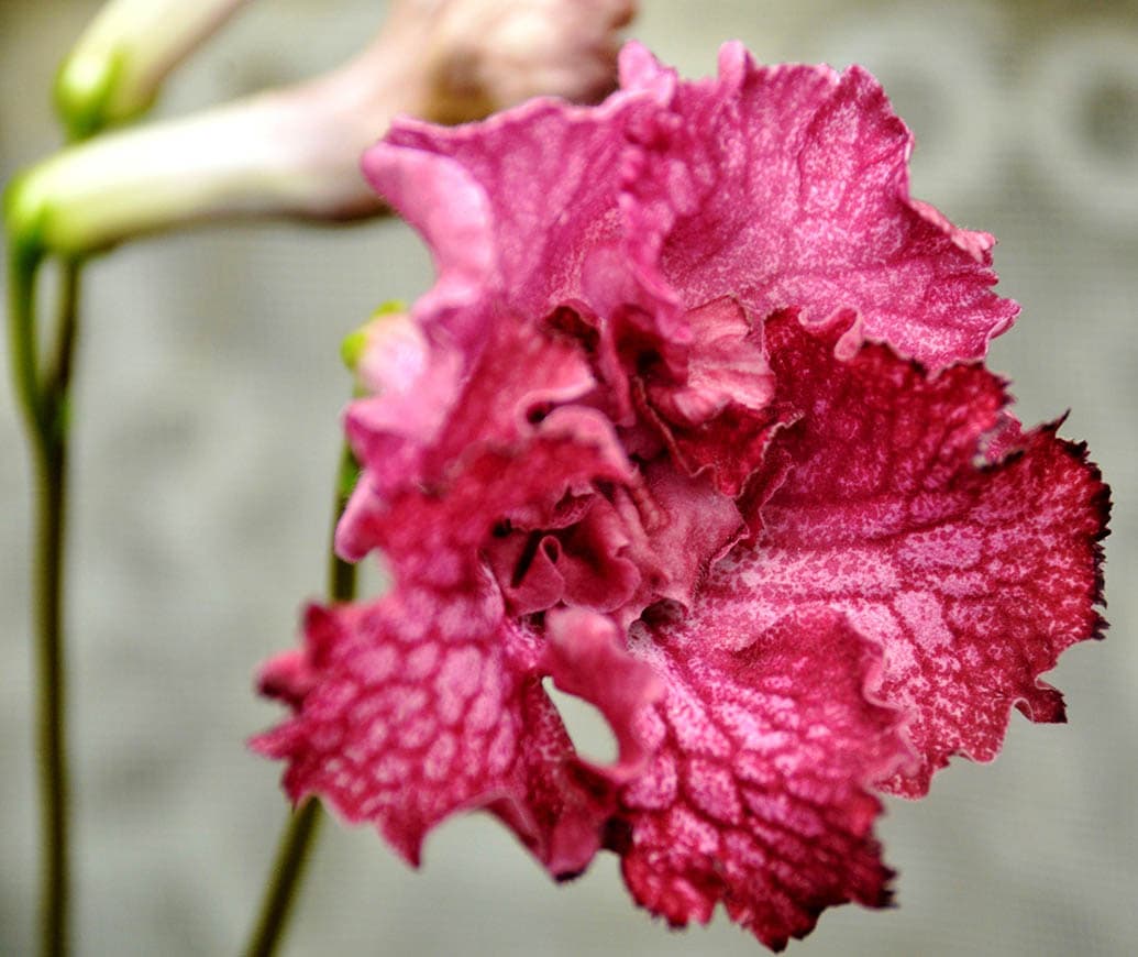 red streptocarpus