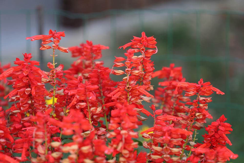 salvia flowers