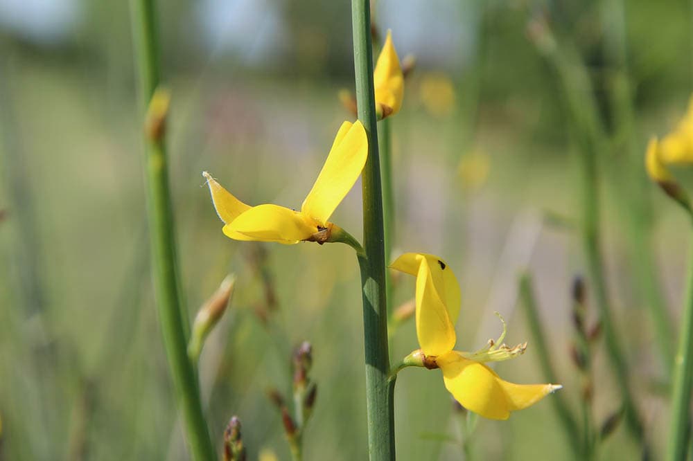 scotch broom flowers