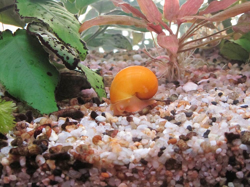 snail inside the aquarium