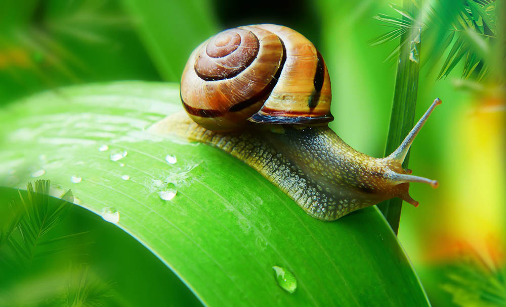 snail on a leaf