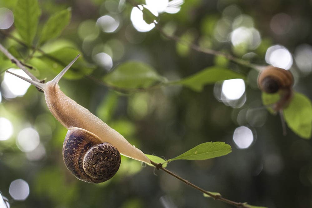 snail on a tree