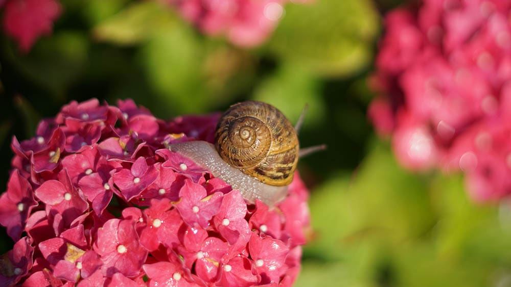 snail on the flower
