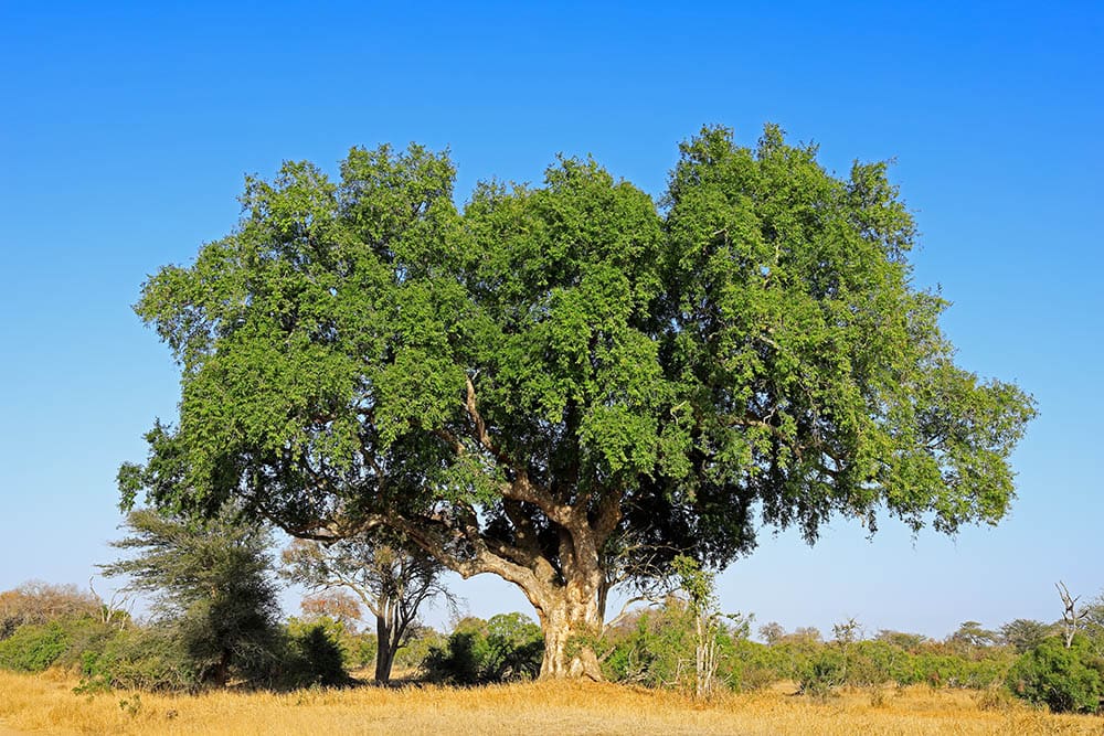 sycamore fig tree