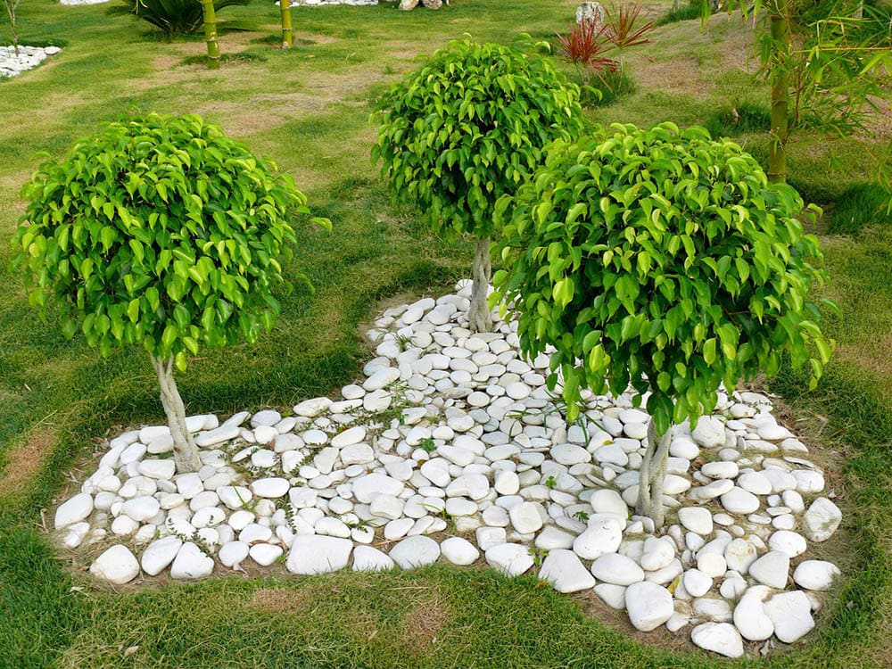 three ficus trees