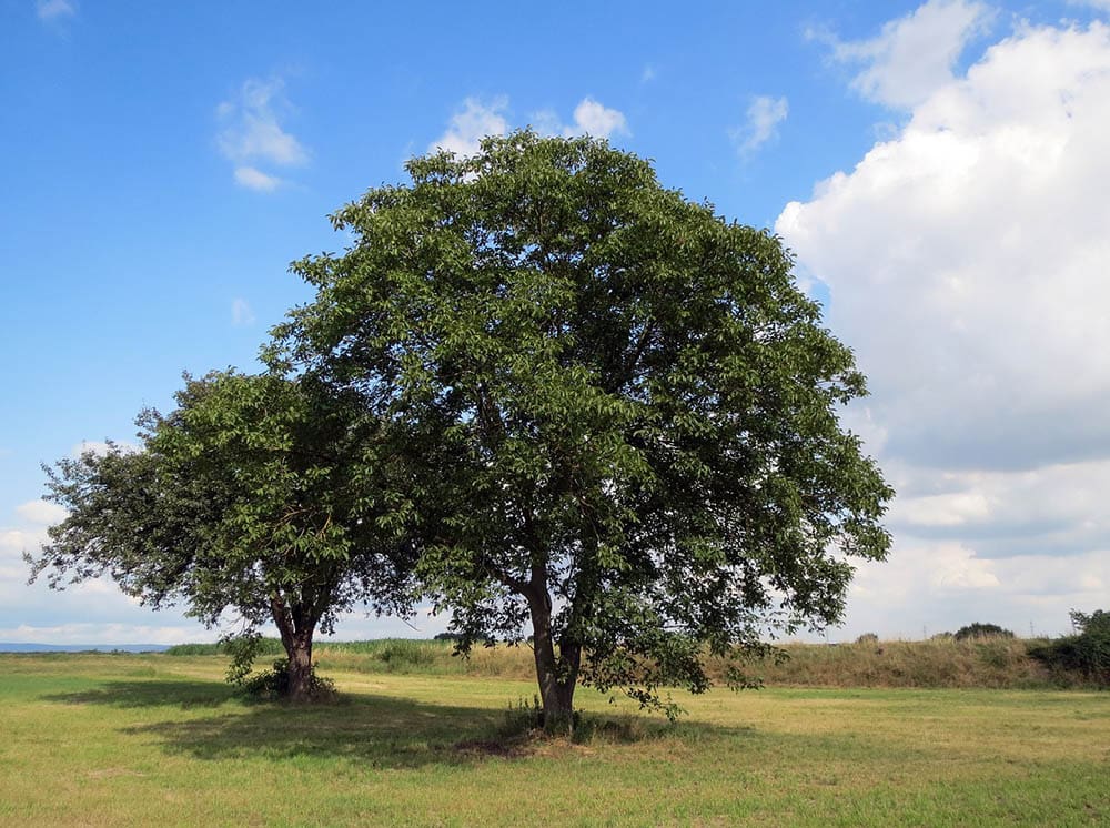 two walnut trees