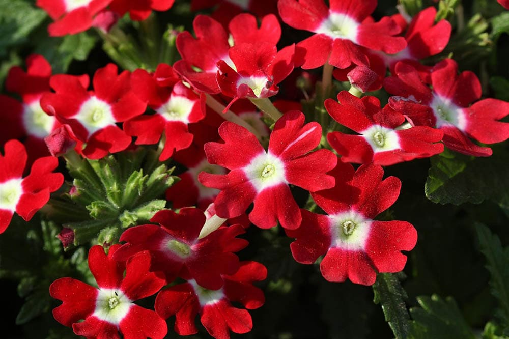 verbena