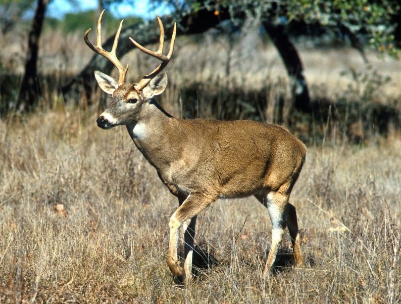 white tailed deer