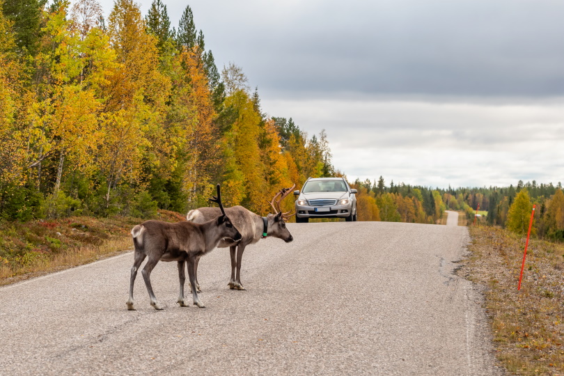 wild deers crossing highways