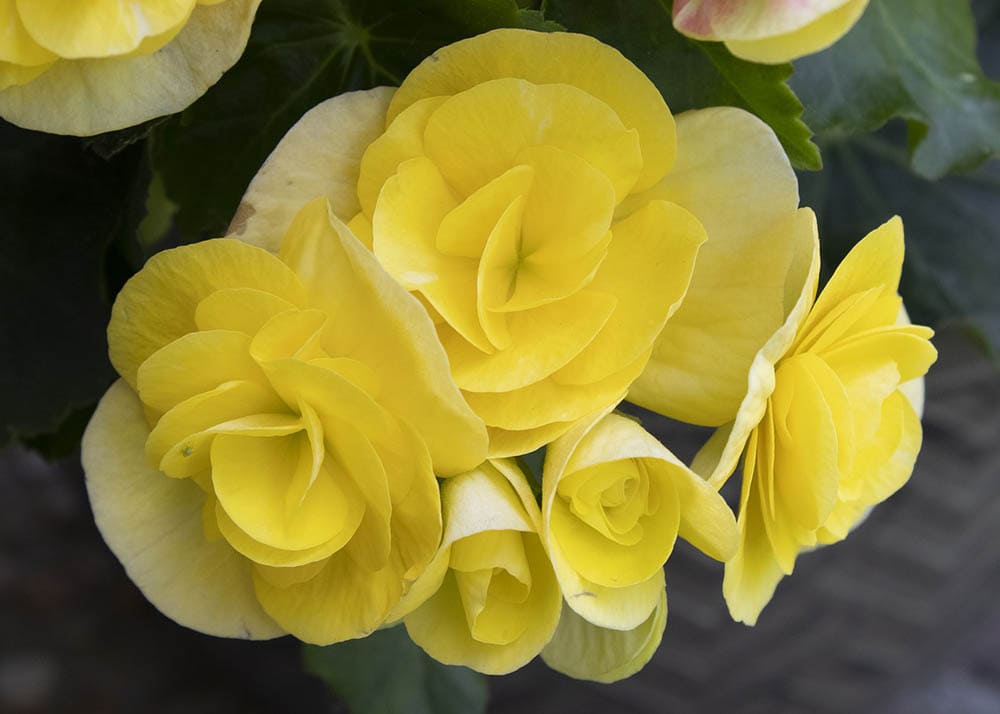 yellow begonias