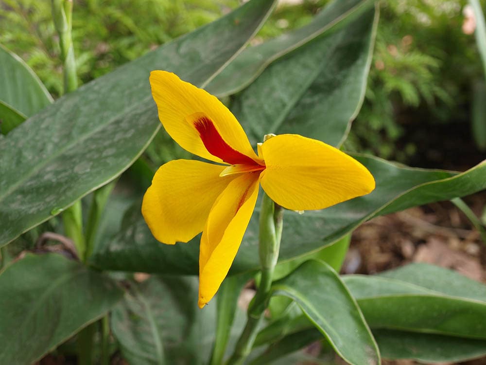 yellow canna lily