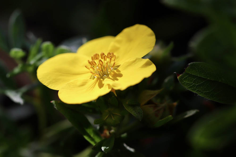 yellow cinquefoil close up