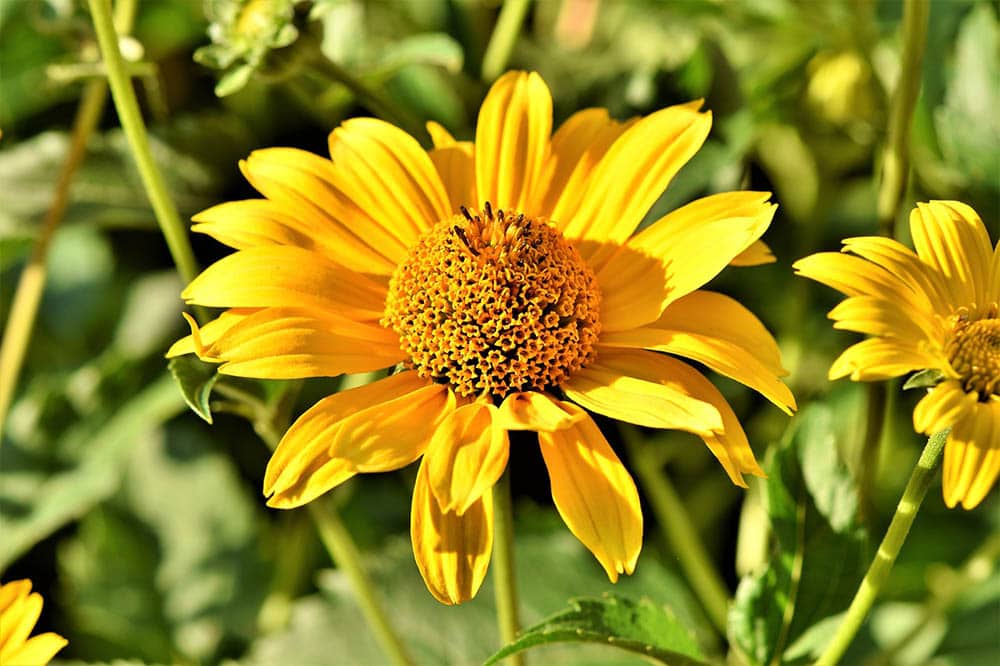 yellow coneflower