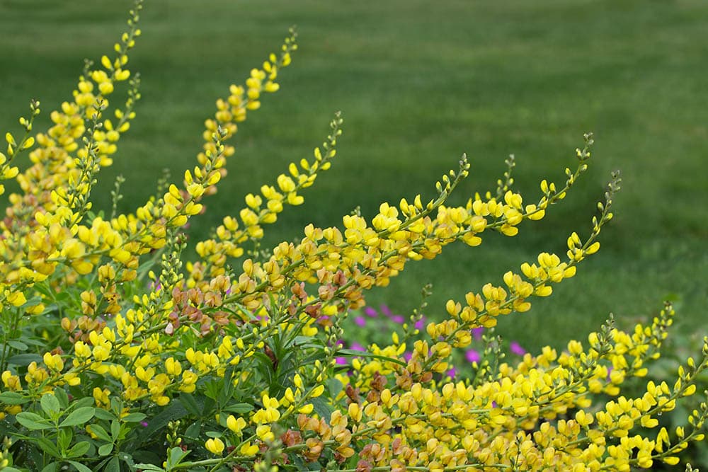 Yellow False Indigo