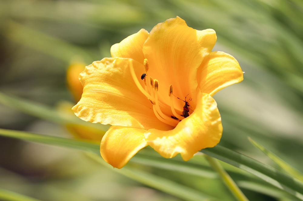 yellow freesia close up