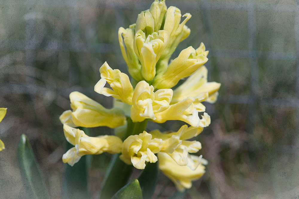 yellow hyacinth