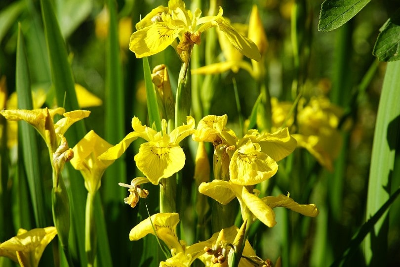 yellow iris