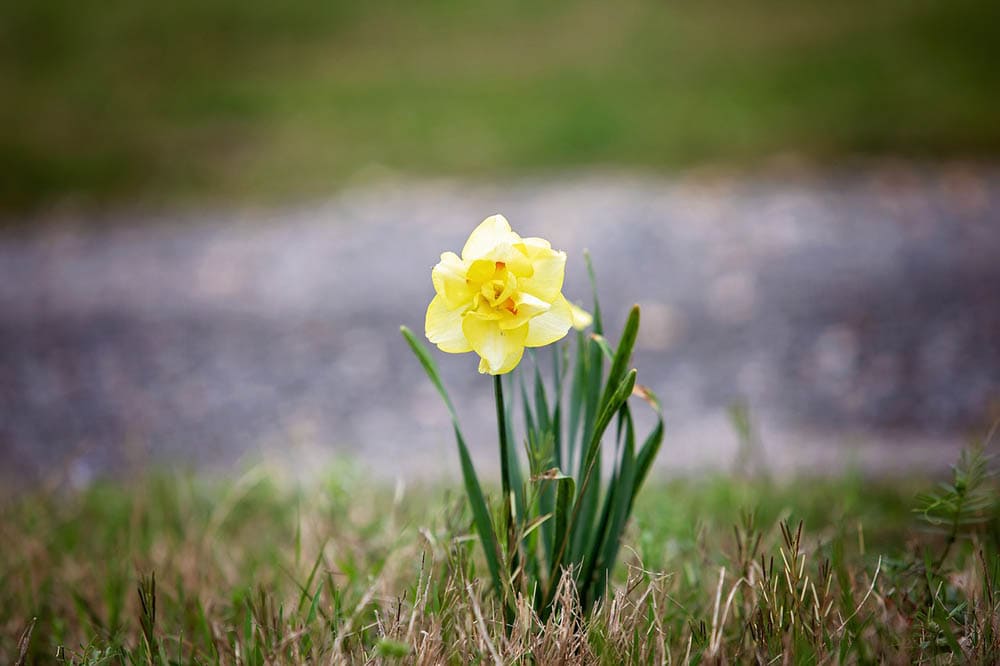 yellow jonquil
