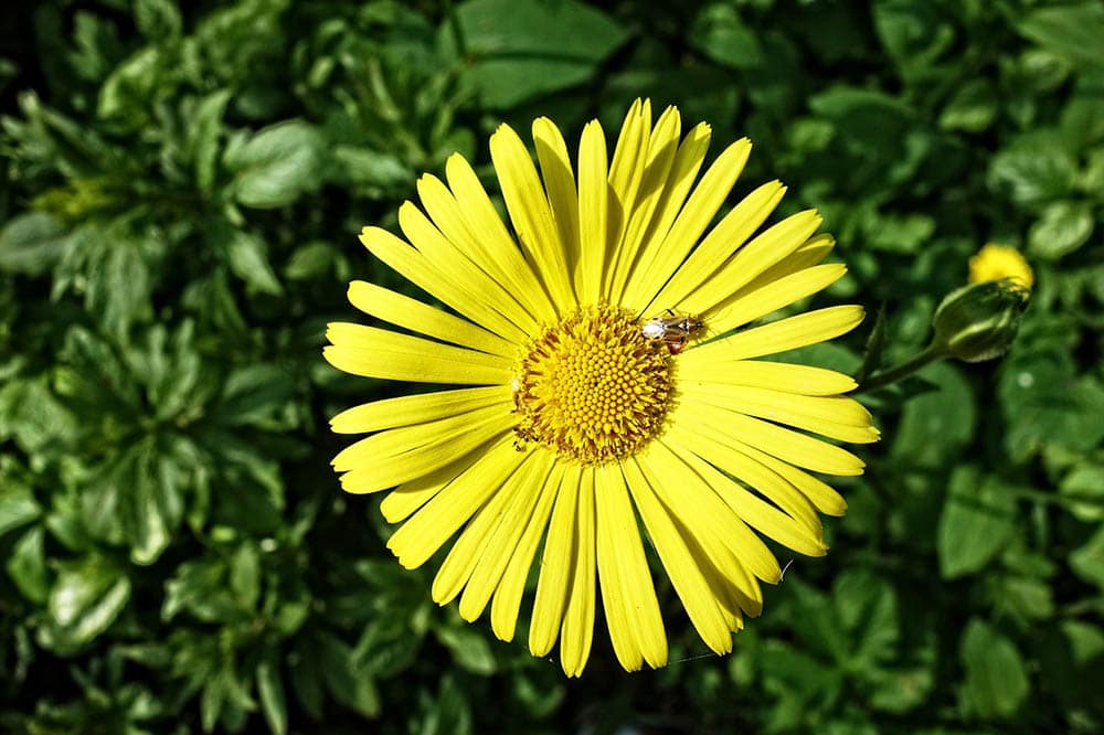 yellow leopard plant