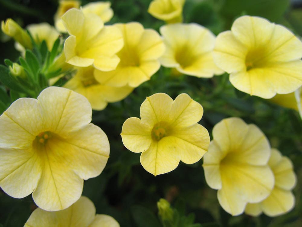 yellow Million bells