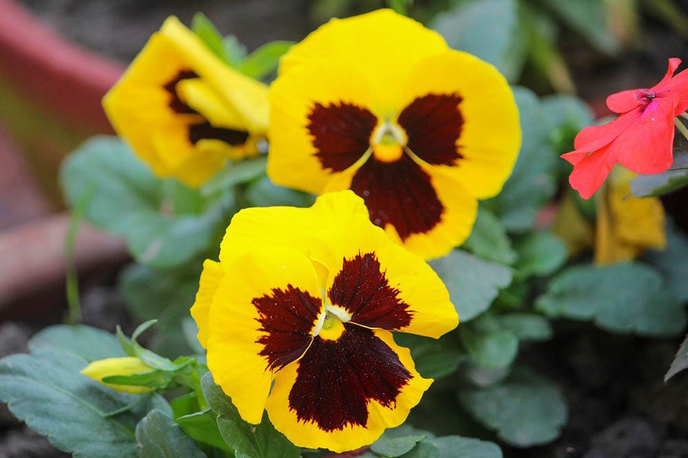 yellow pansies