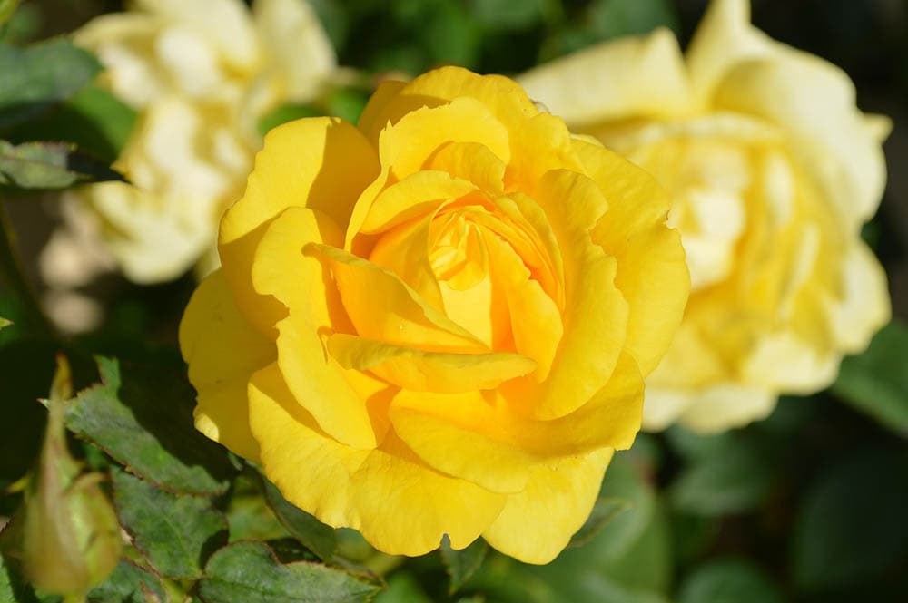 yellow rose close up