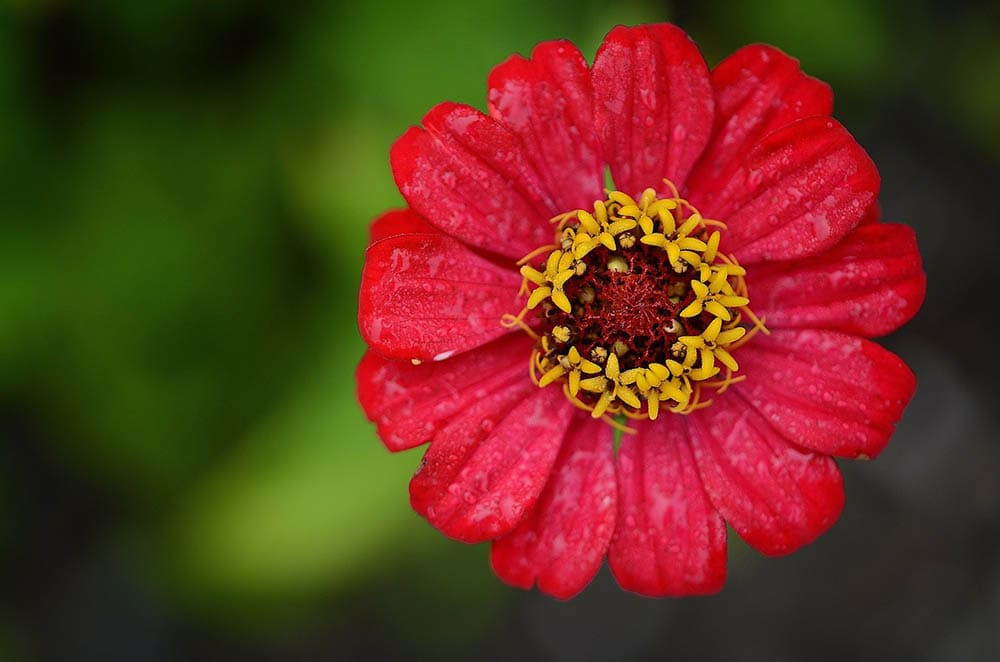 zinnia close up