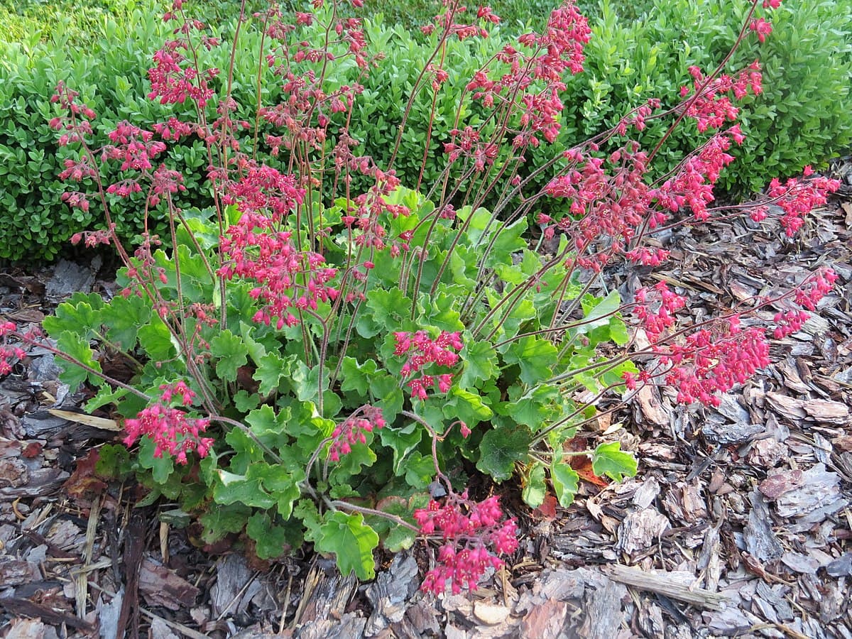2018-05-13 (142) Heuchera (alumroot) at Bichlhäusl in Frankenfels, Austria