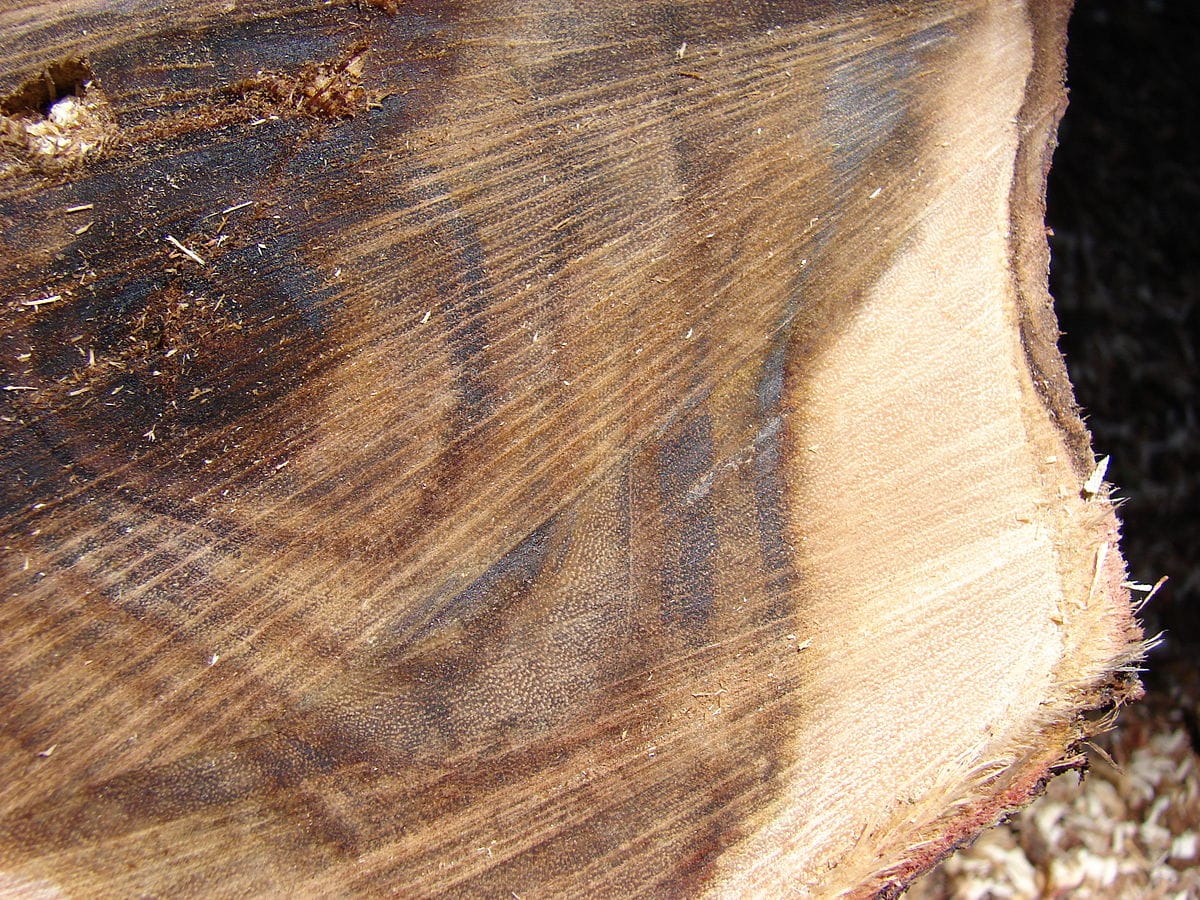 Acacia koaia wood