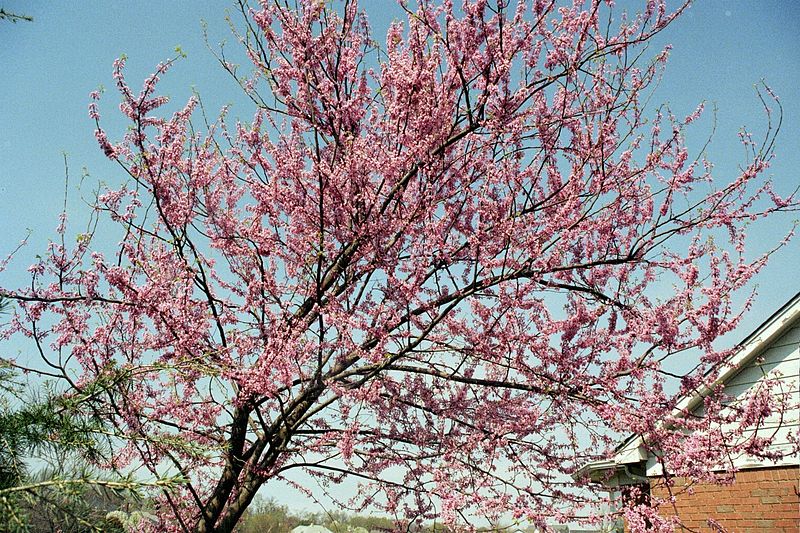 American Eastern Redbud Tree
