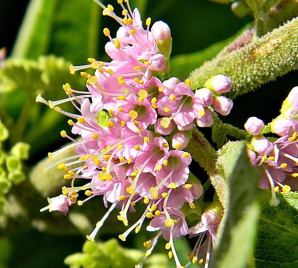 American beautyberry