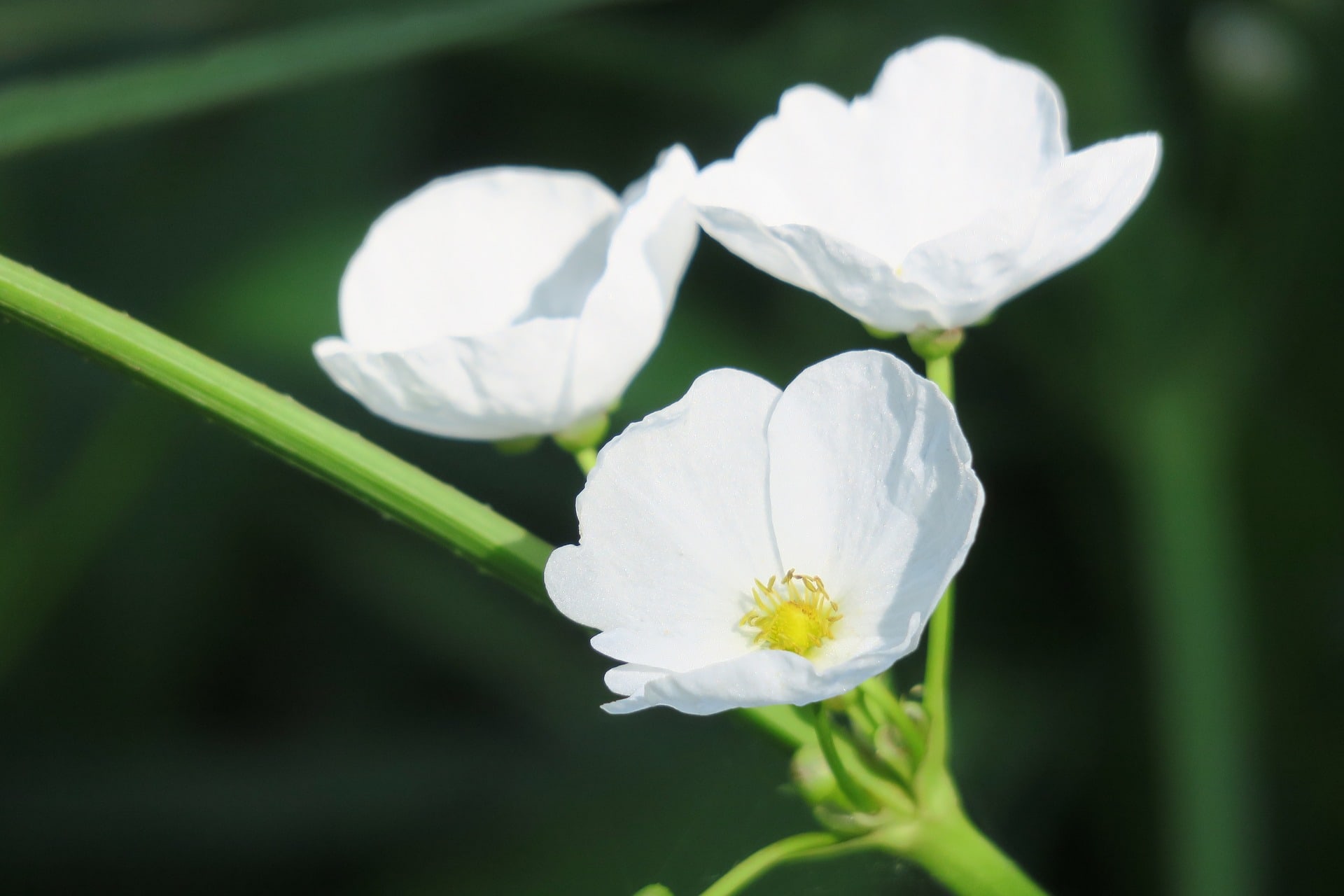 Arrowhead Plant