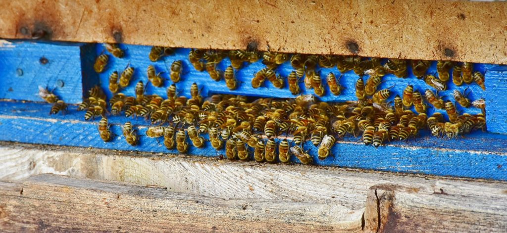 Bee house