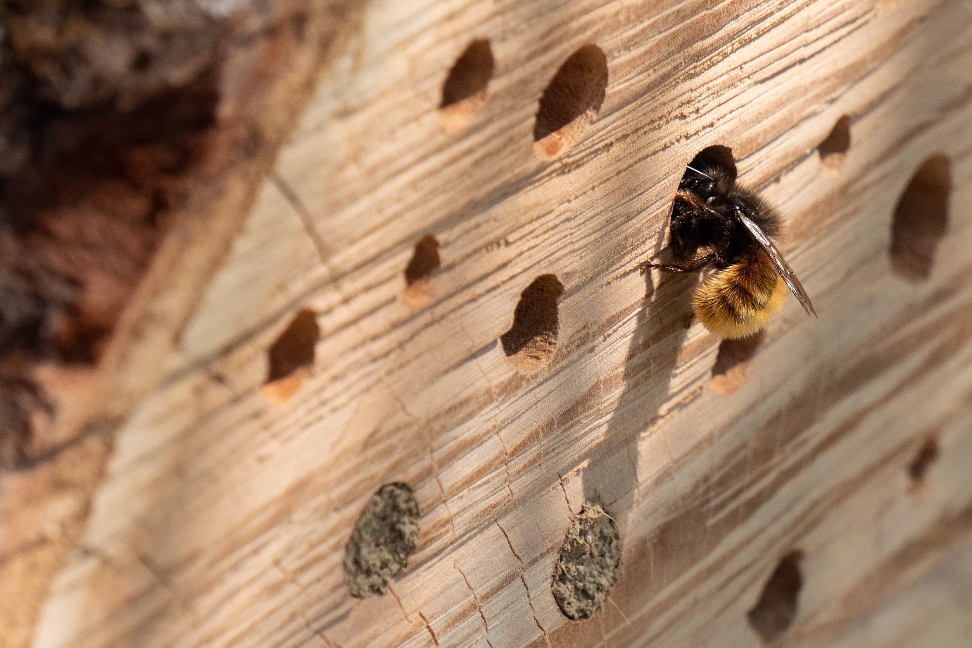 Bee house