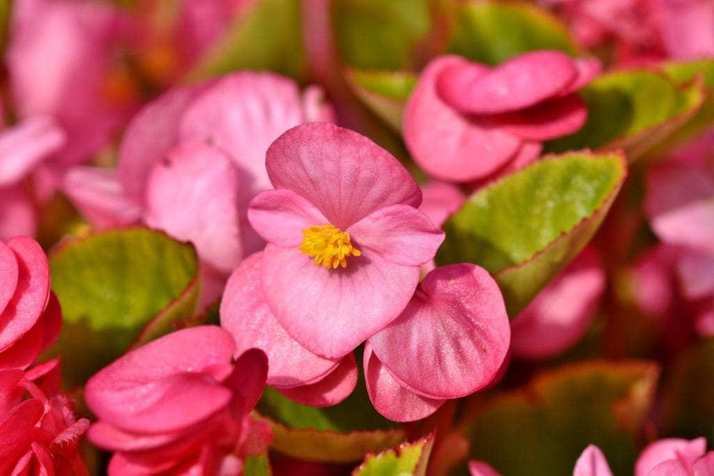 Begonia close up