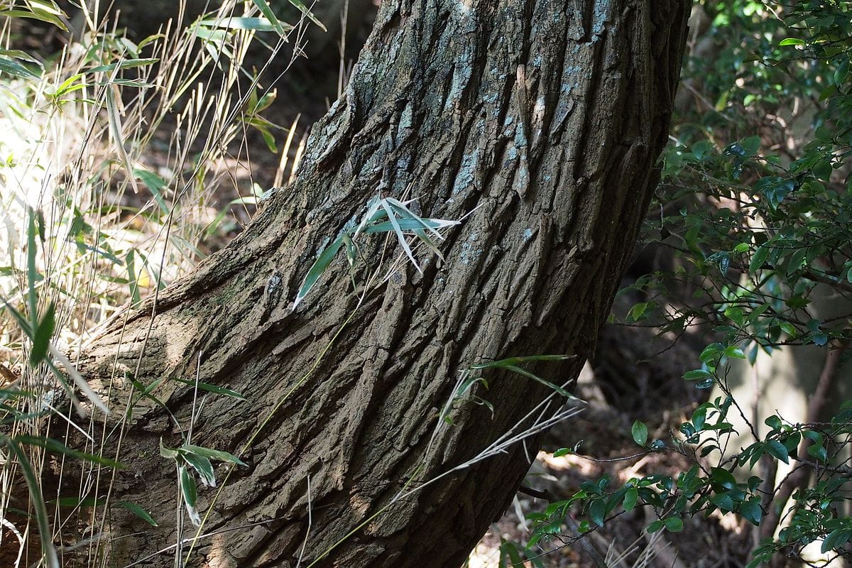 Black Locust (Robinia pseudoacacia) (22245458200)