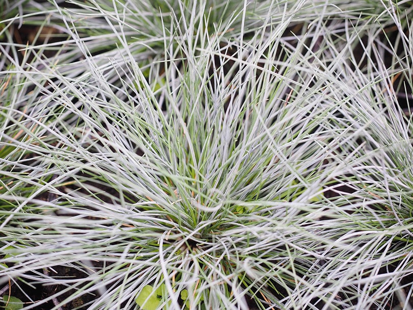 Blue Fescue