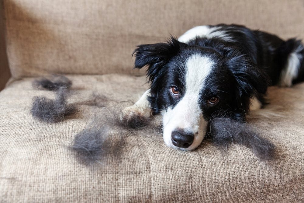 border collie on couch with dog hair
