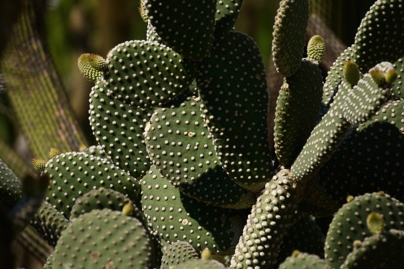 Bunny Ear Cactus