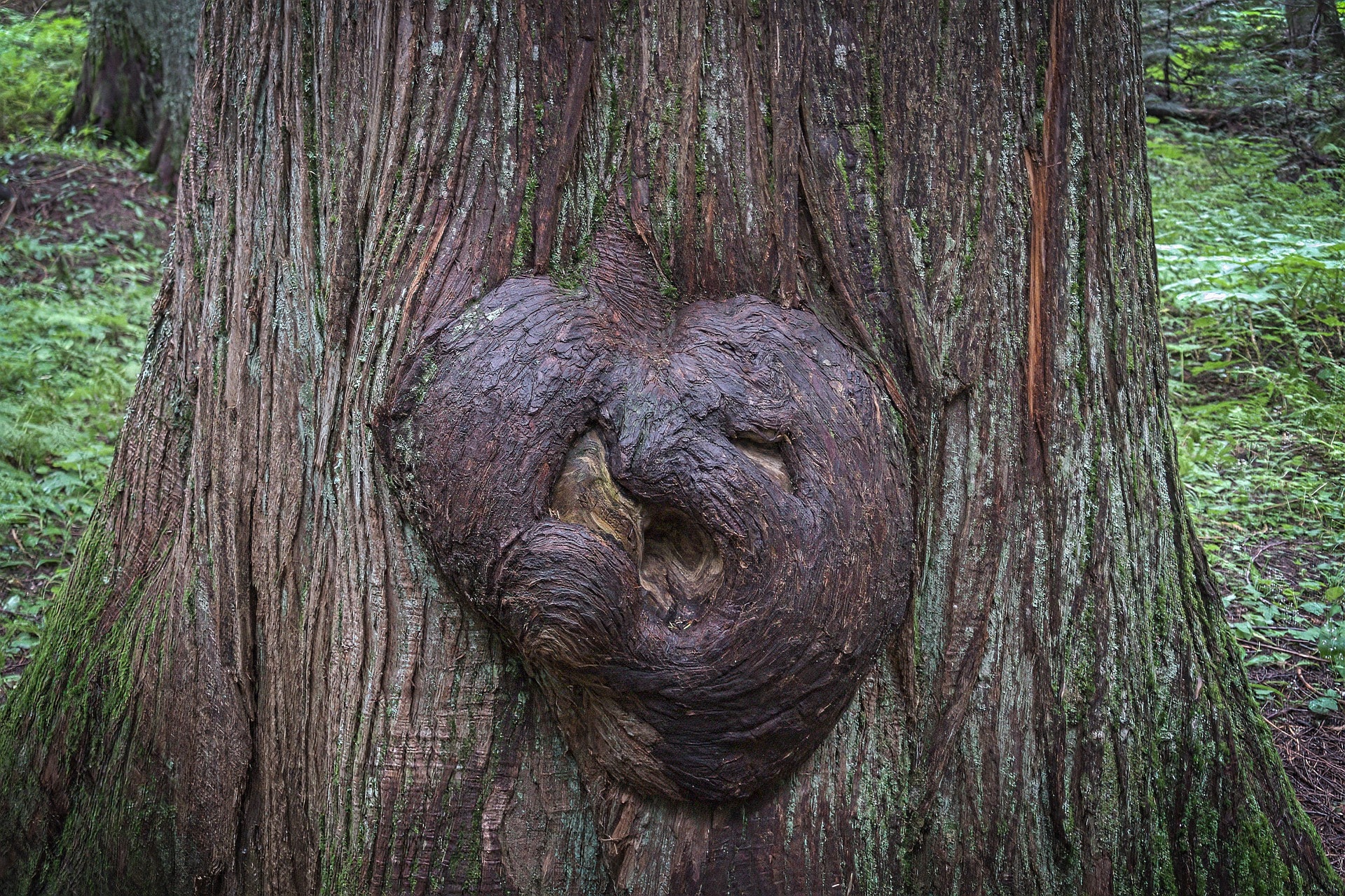 Burl